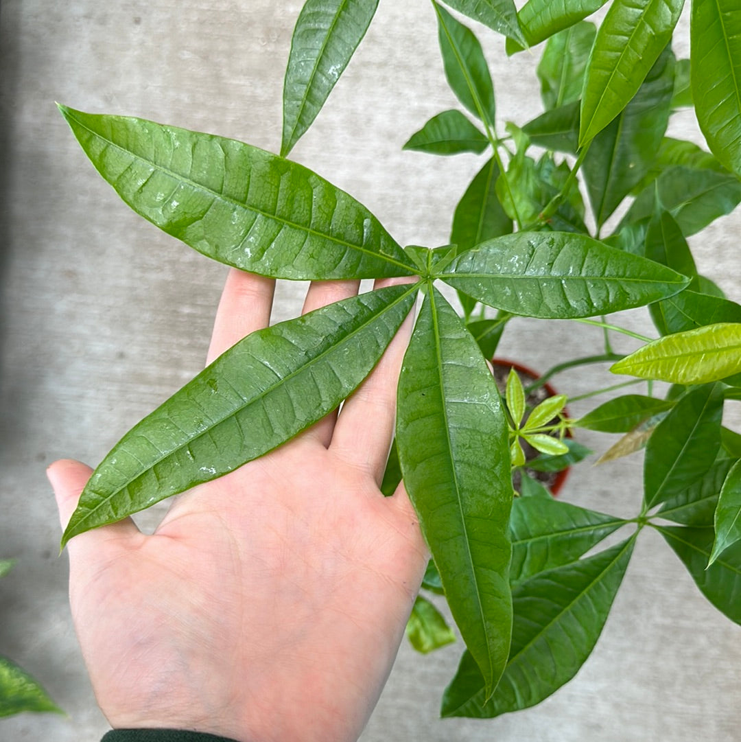 6 leaves money tree Pachira Aquatica 6"