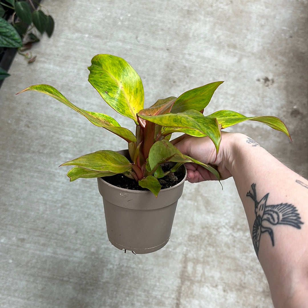 philodendron orange you gorgeous Philodendron Orange You Gorgeous 12CM