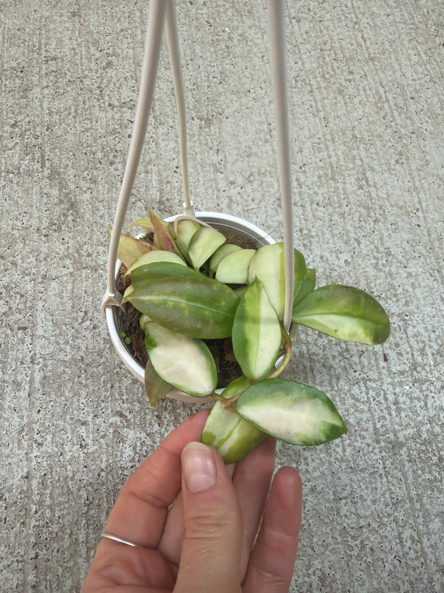 Hoya walliniana variegated 3