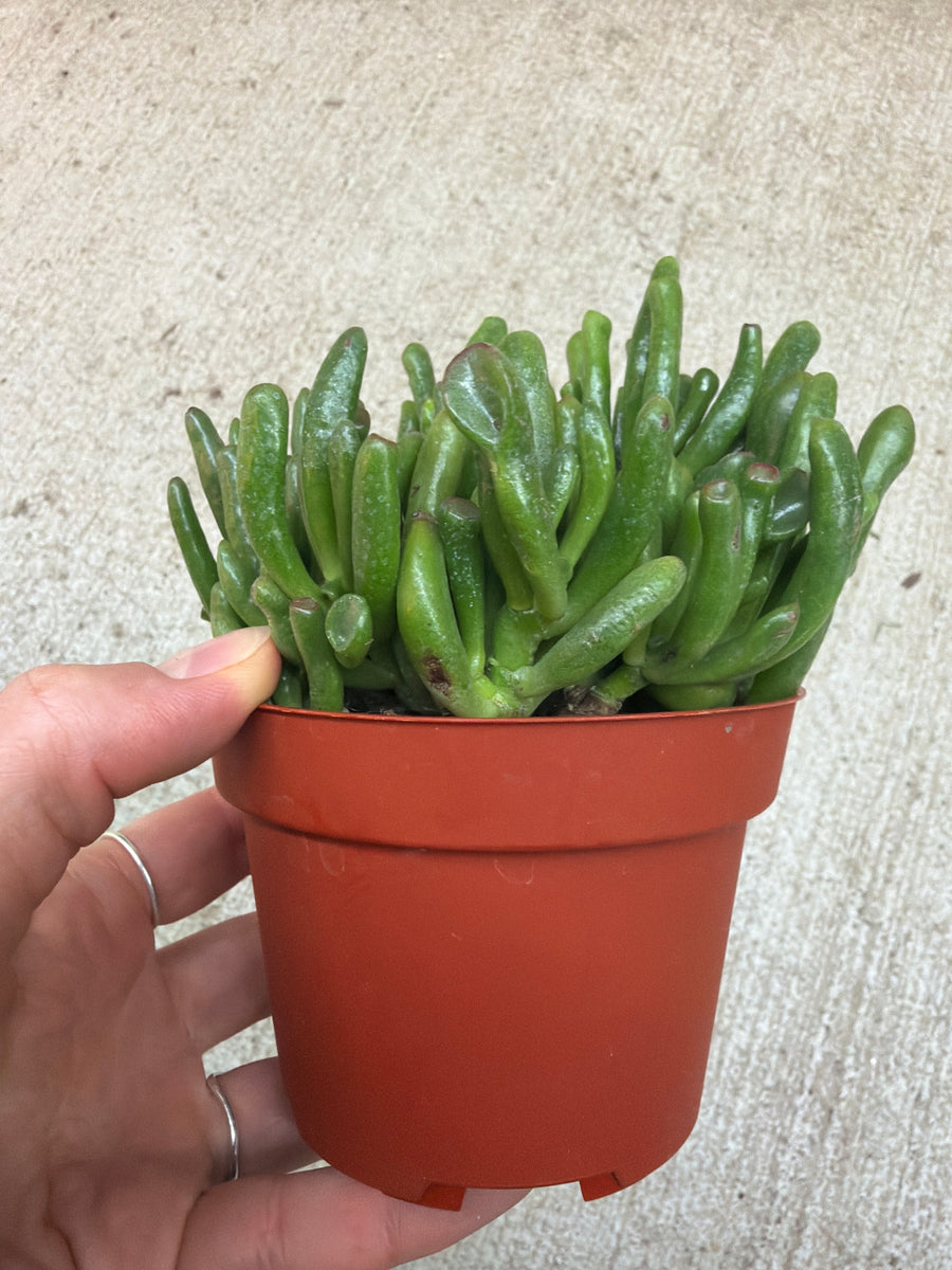gollum jade plants Crassula ovata 'Gollum' 4