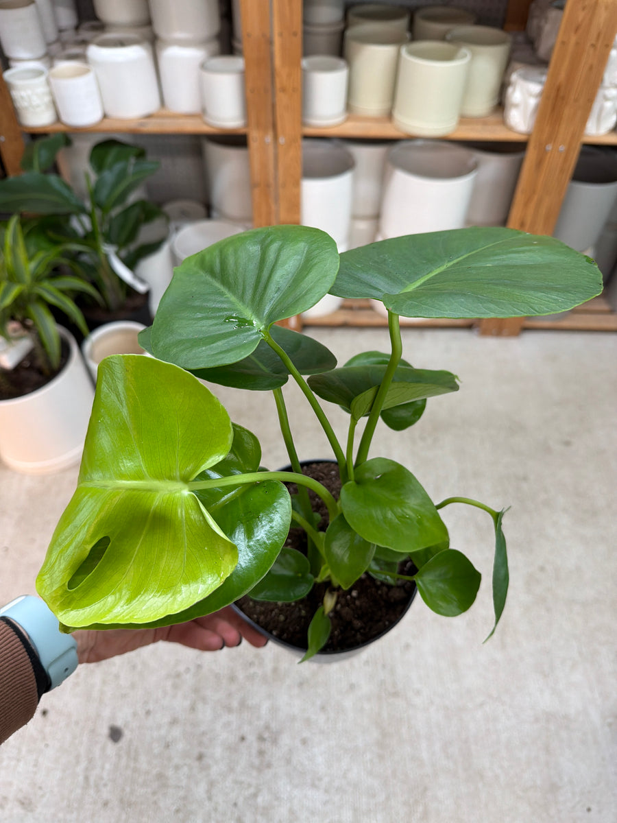 Monstera Deliciosa 6