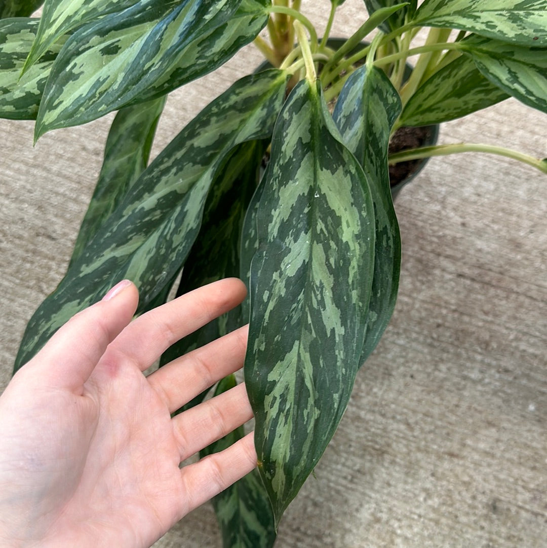 aglaonema mondo Aglaonema Mondo Bay 6