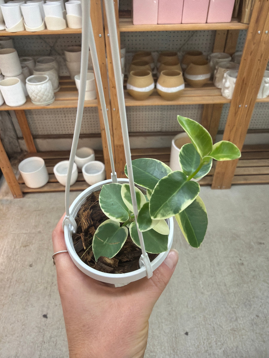 green jade wax plant - hoya Hoya cumingiana albo variegata 2