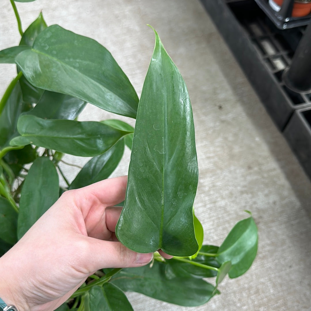 panduriforme philodendron Philodendron Panduriforme 8" – Kent East Hill Nursery