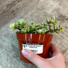 Load image into Gallery viewer, Portulaca afra 'Variegata' 4" - Elephant Bush