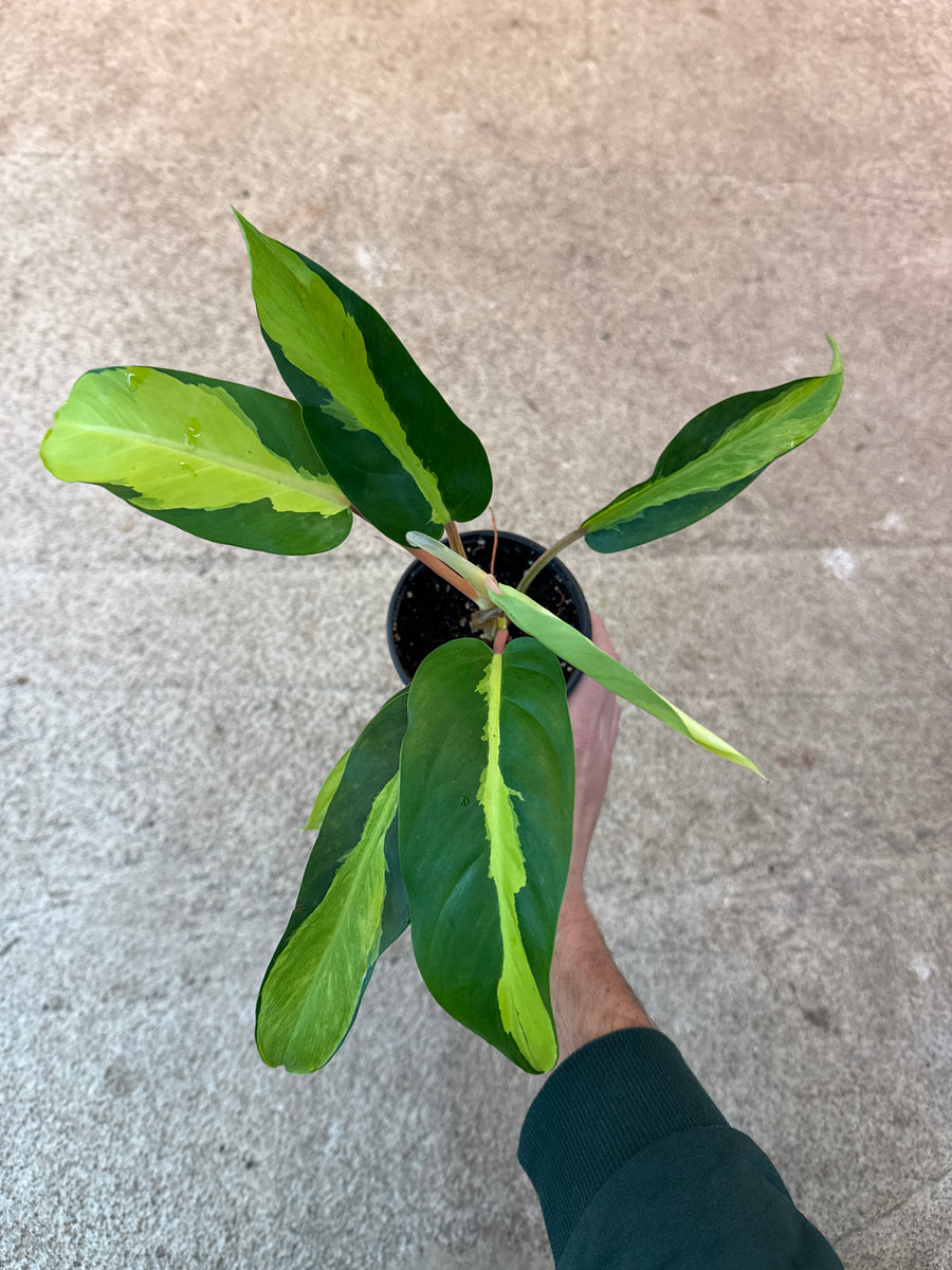 philodendron thai sunrise price Philodendron Thai Sunrise 4" – Kent East Hill Nursery