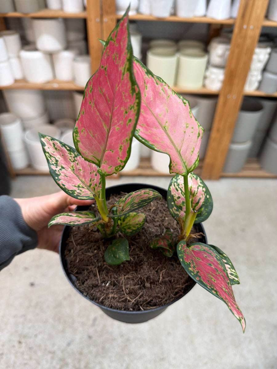 aglaonema in pon Aglaonema Very Red 6