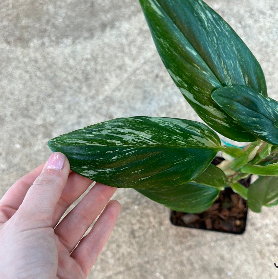 Monstera standleyana aurea variegata pole 4