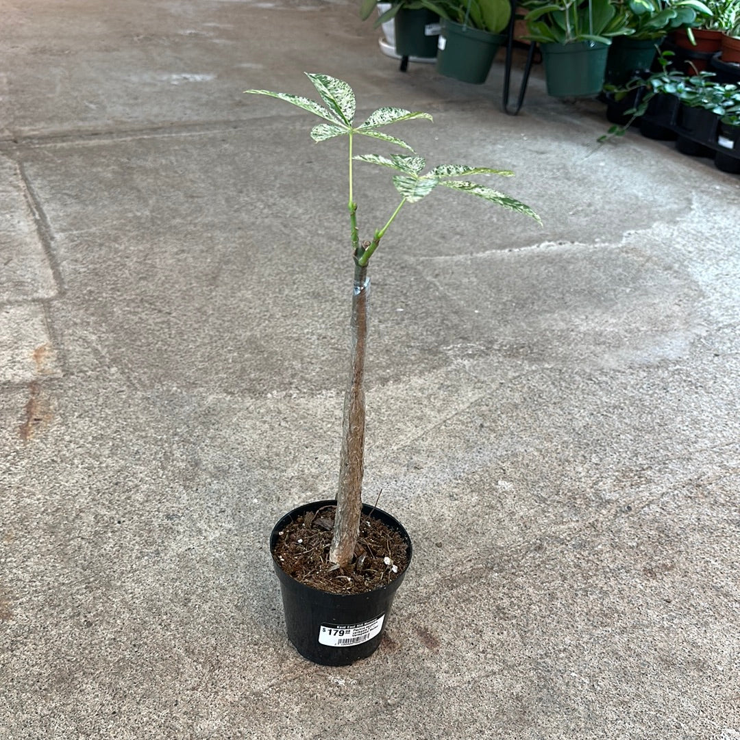 Pachira aquatica variegata 4" - Variegated Money Tree  Kent East Hill  Nursery