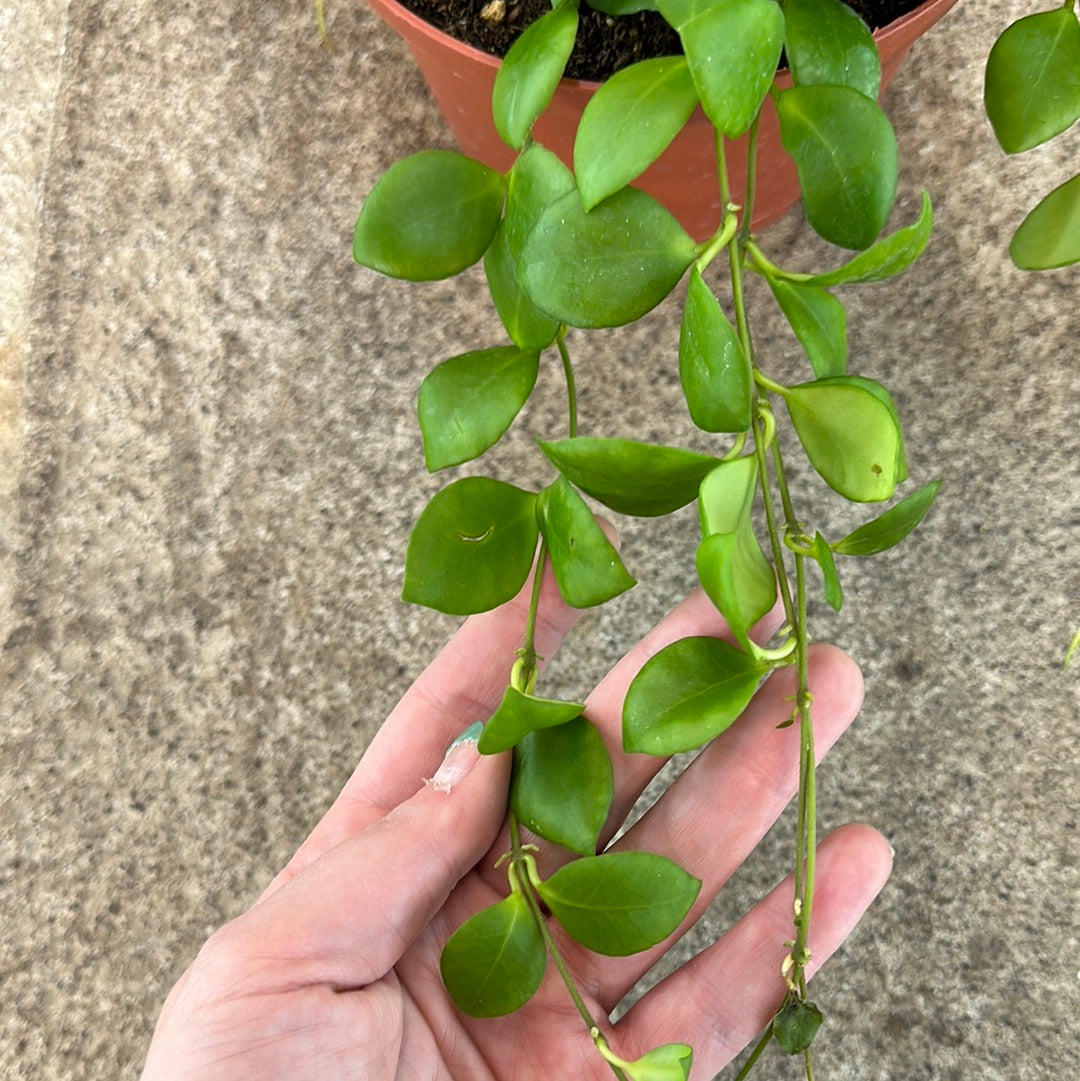 Hoya heuschkeliana green 6" – Kent East Hill Nursery