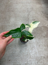 Load image into Gallery viewer, Syngonium Albo Podophyllum 4"