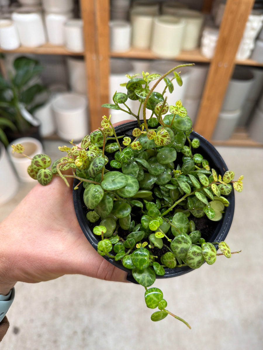 succulent string of turtles Peperomia prostrata 4"