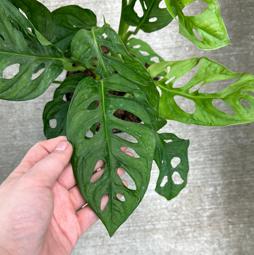 wide leaf monstera adansonii Monstera Adansonii 6