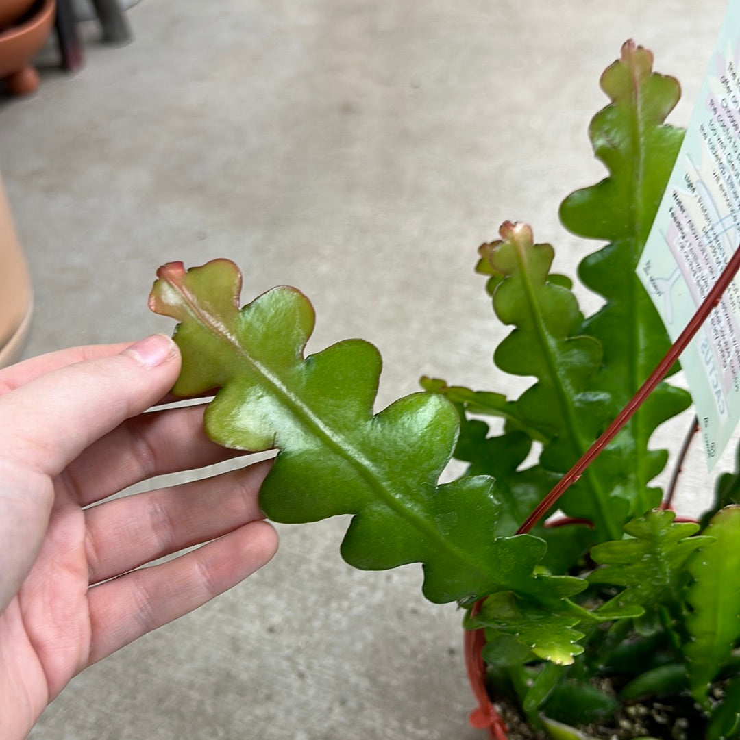 Epiphyllum anguliger 6" Ric Rac Cactus Kent East Hill Nursery