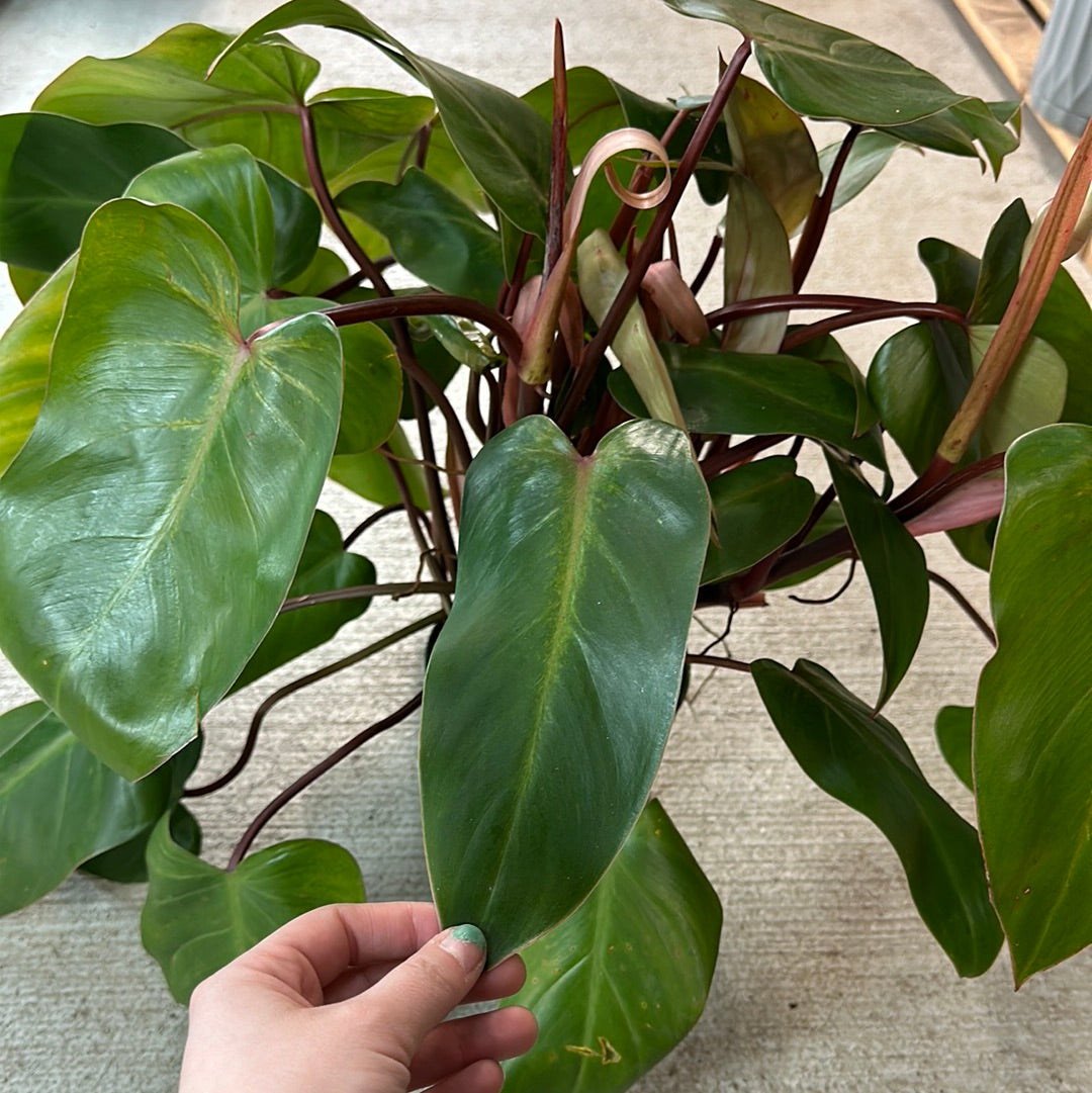 Philodendron 'Red Emerald' 6