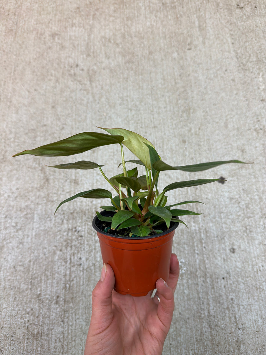 philodendron columbia care Philodendron Columbia 4" – Kent East Hill Nursery