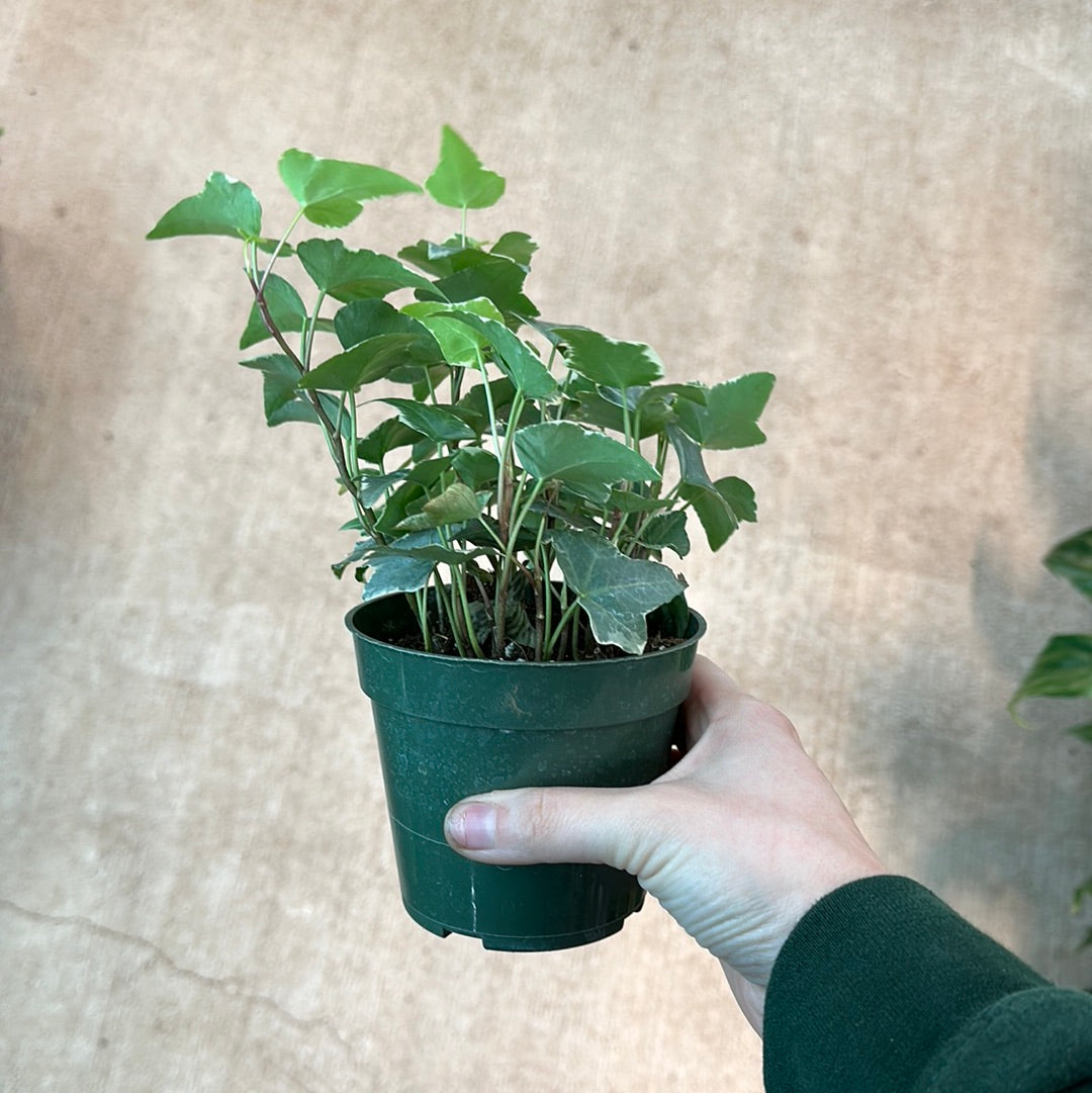 indoor ivy plants for sale Ivy Indoor Asst. 4" – Kent East Hill Nursery