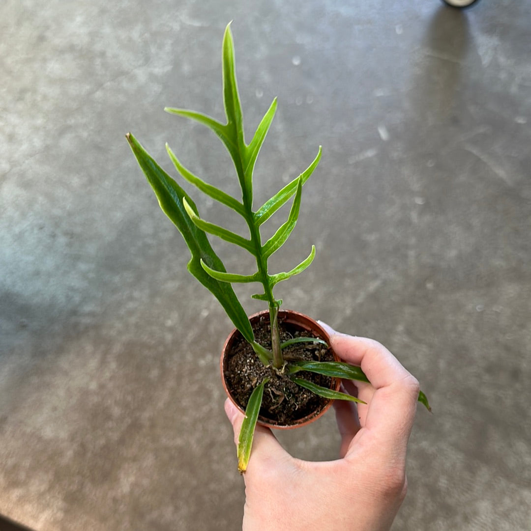 philodendron tortum price Philodendron Tortum 2