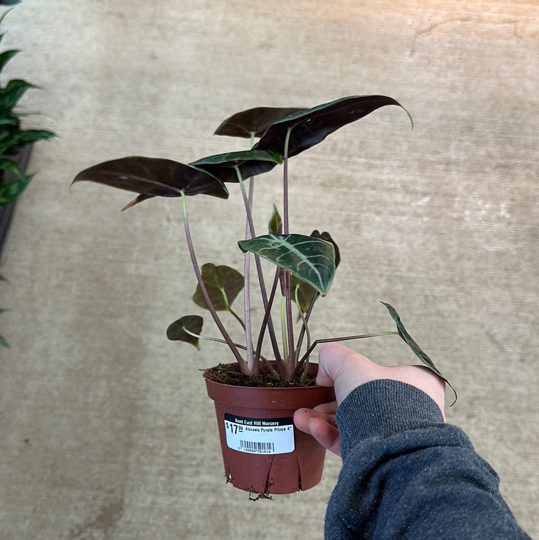 purple prince plant indoor Alocasia Purple Prince 4