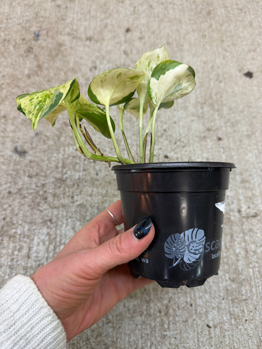manjula pothos cost Epipremnum Manjula 4