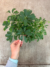 Load image into Gallery viewer, Schefflera Arboricola Nora 6" - Dwarf Umbrella Tree