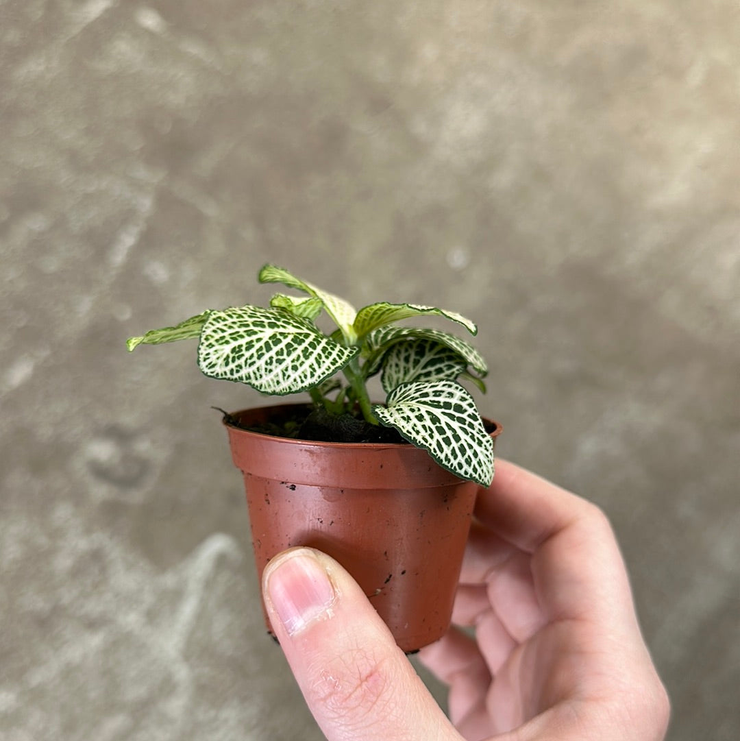nerve plant air purifier Fittonia 'Purple Snow Anne' 2