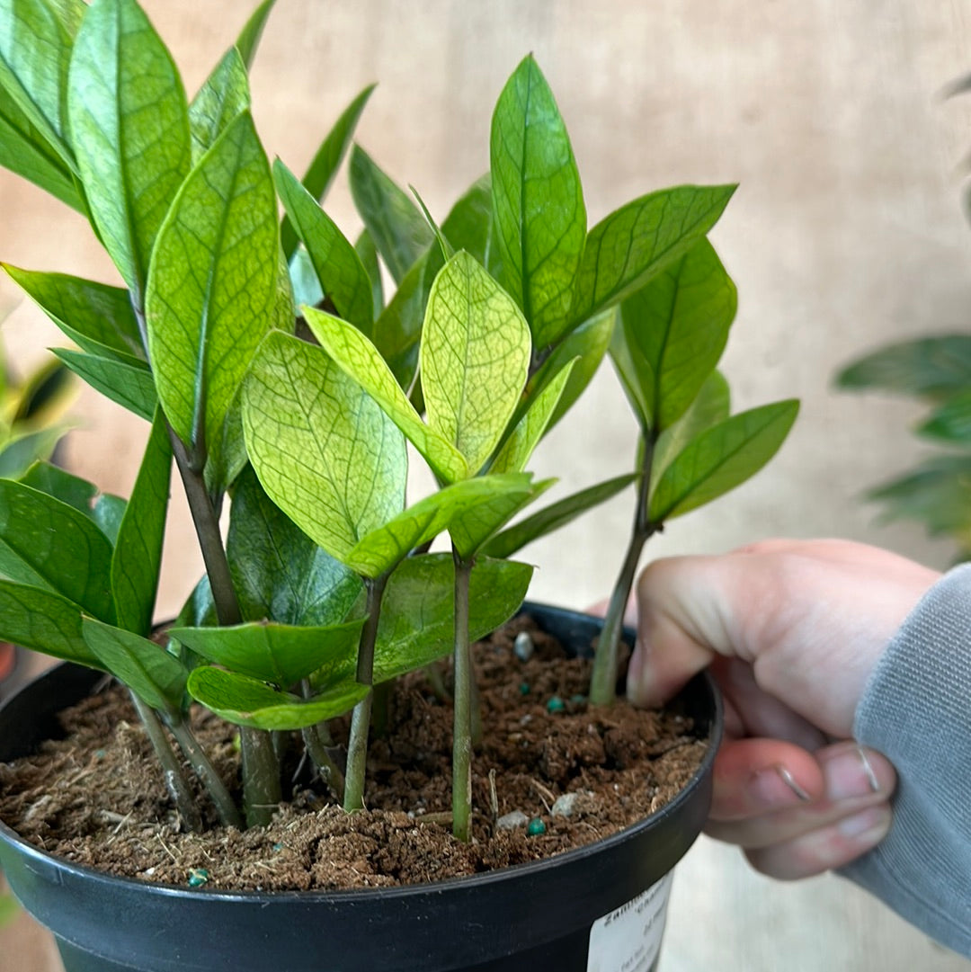 Zamioculcas zamiifolia 'Chameleon' 6