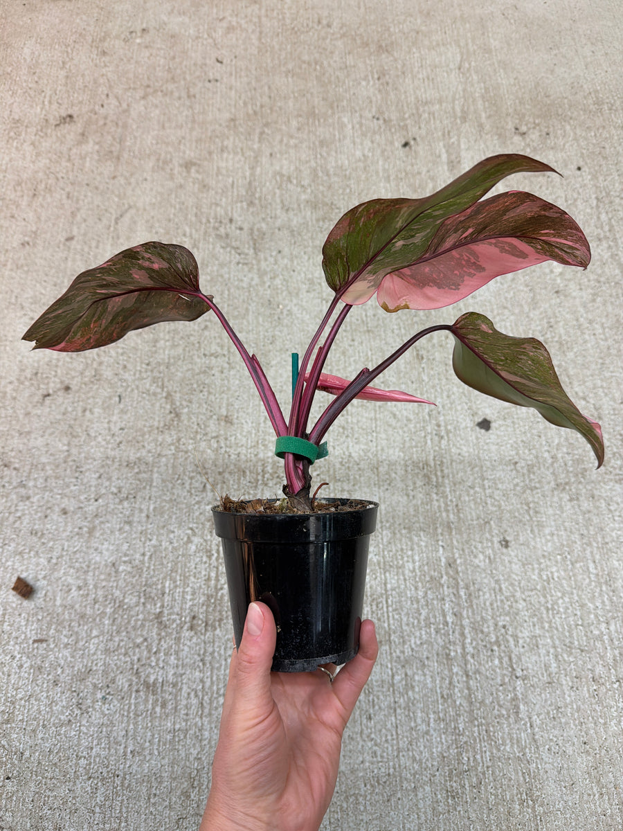 Philodendron Pink Princess Galaxy 4