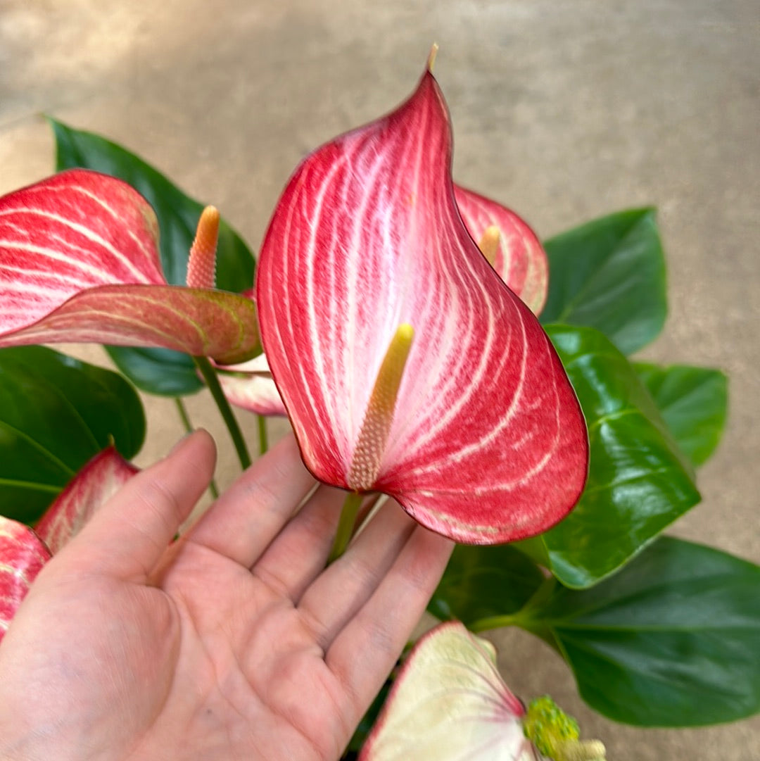 anthurium l Anthurium Livium 6