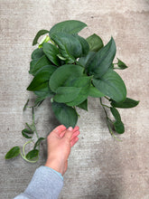 Load image into Gallery viewer, Scindapsus Jade Satin 6" - Pothos