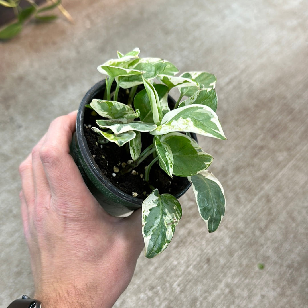 n joy pothos vs pearls and jade Epipremnum 'Pearls N Jade' 4"