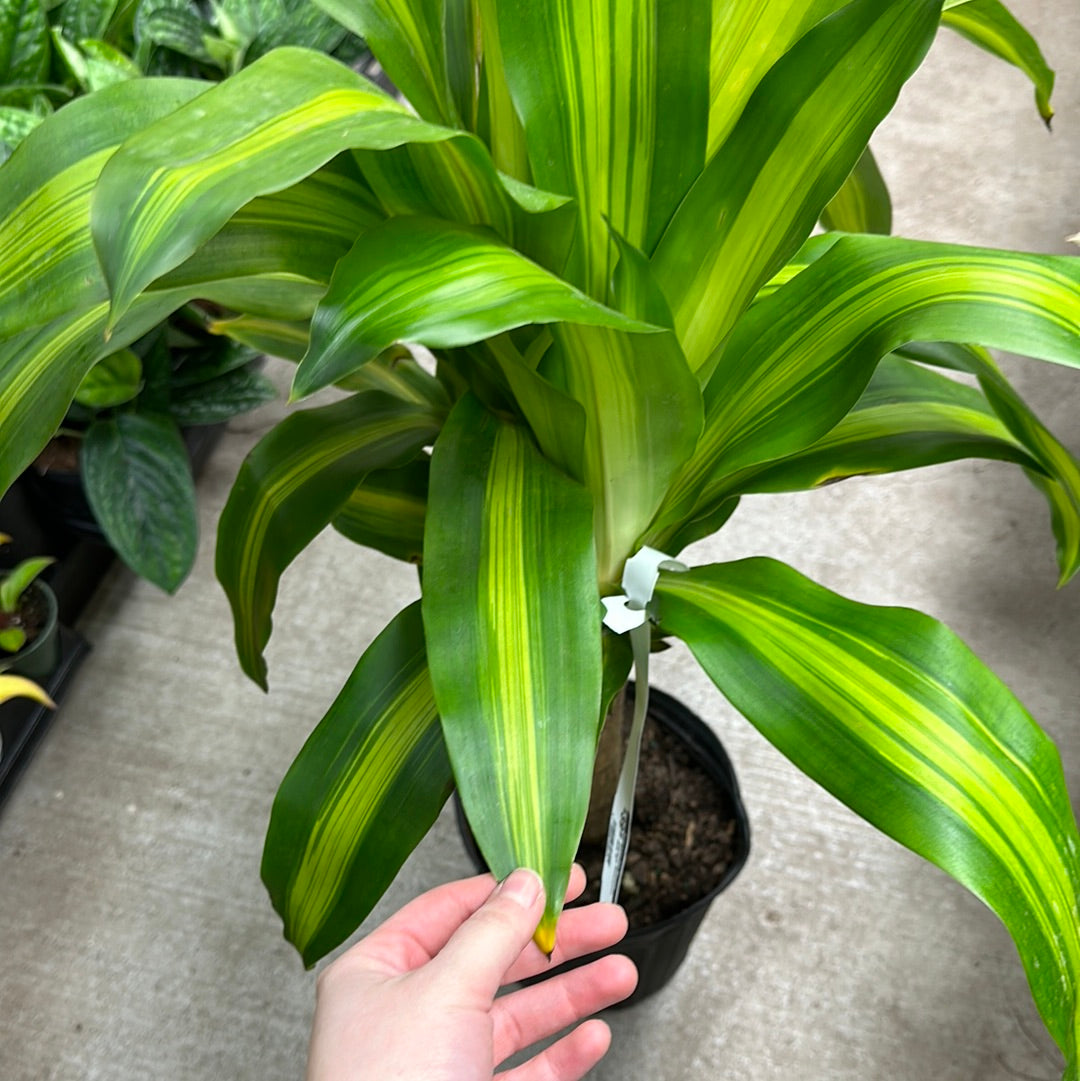 Dracaena Massangeana Cane 10