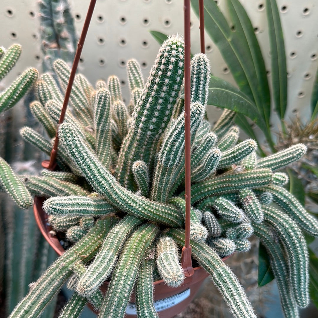 Echinopsis chamaecereus 6