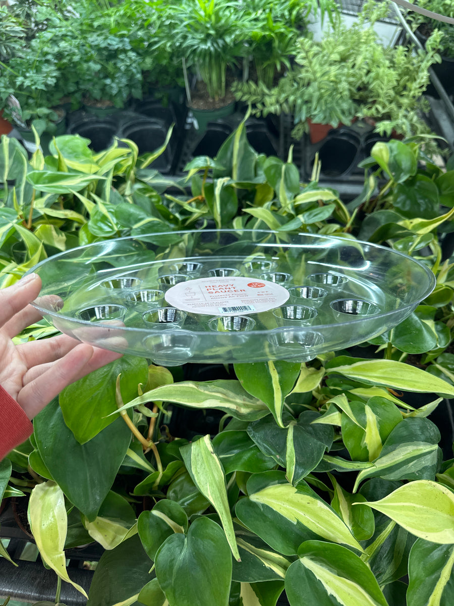 carpet saver plant saucer Carpet Saver Saucer Clear 12" – Kent East Hill Nursery