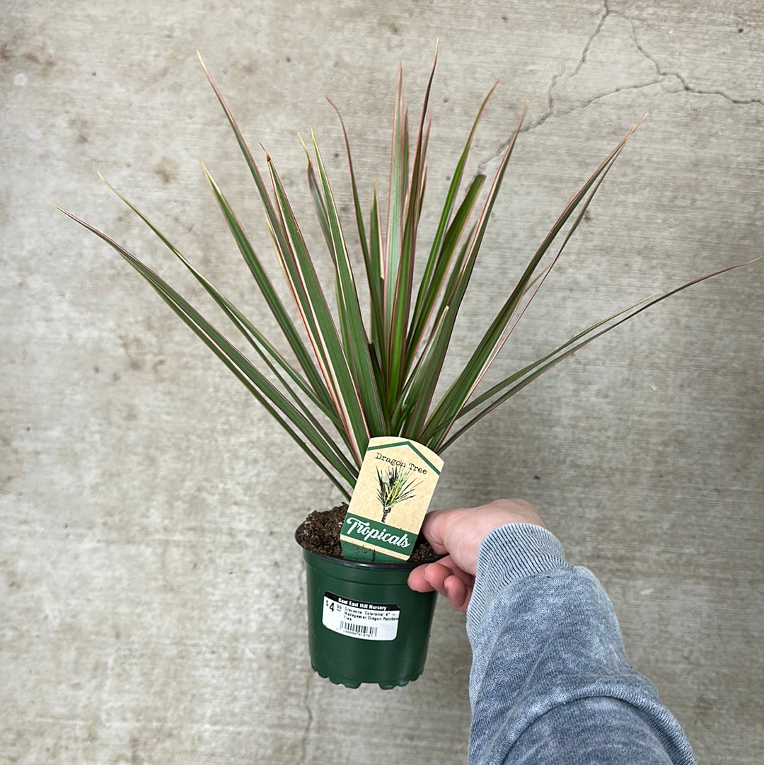 dracaena rainbow plant Dracaena 'Colorama' 4"