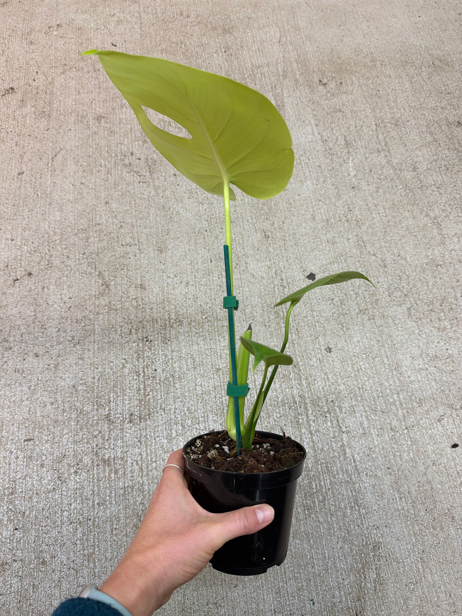 monstera deliciosa lemon lime Monstera deliciosa Lemon Lime 4" – Kent East Hill Nursery