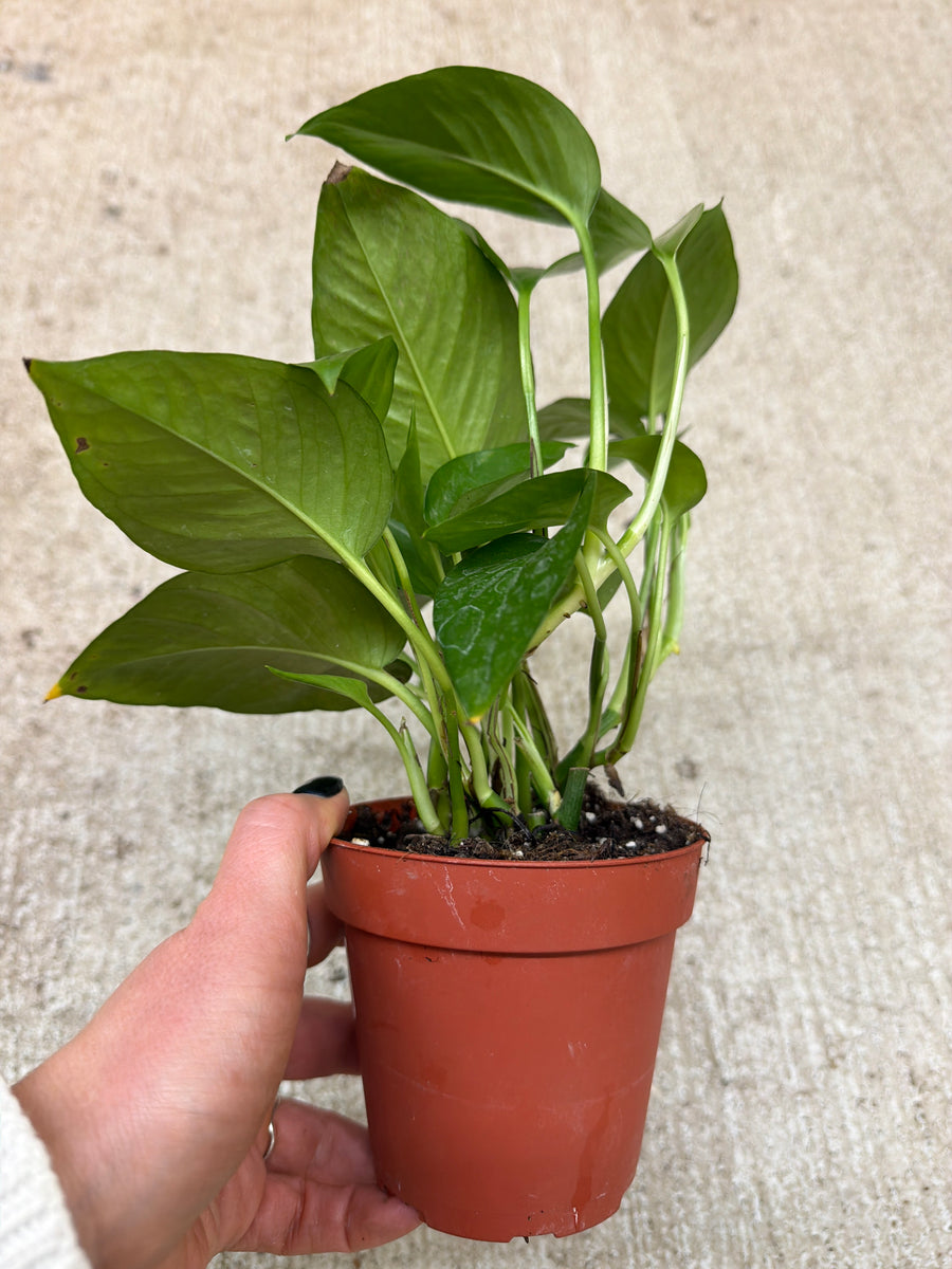 pothos nursery Epipremnum Jade 4"