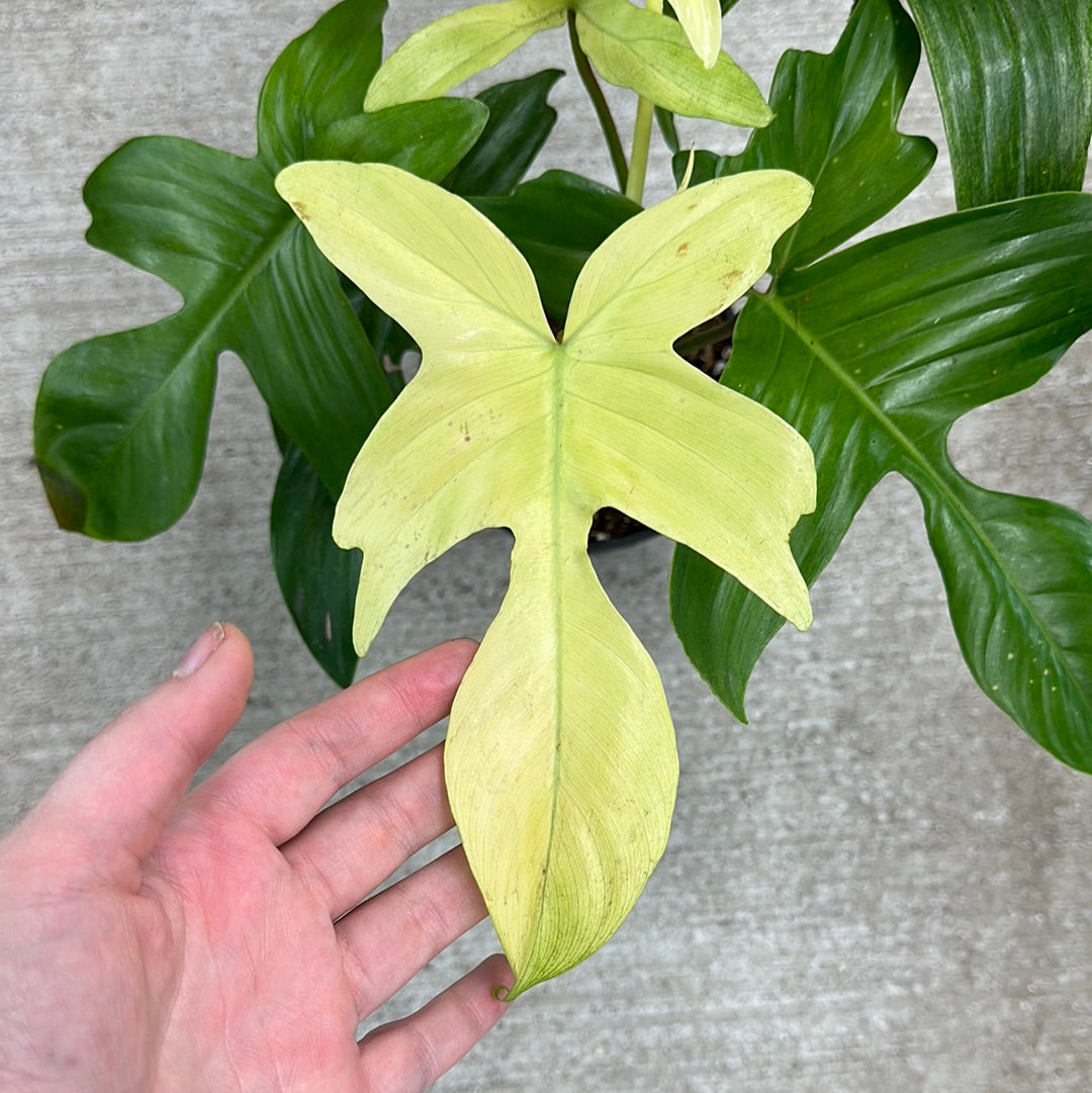 holy ghost philodendron Philodendron Florida Ghost 4" – Kent East Hill Nursery