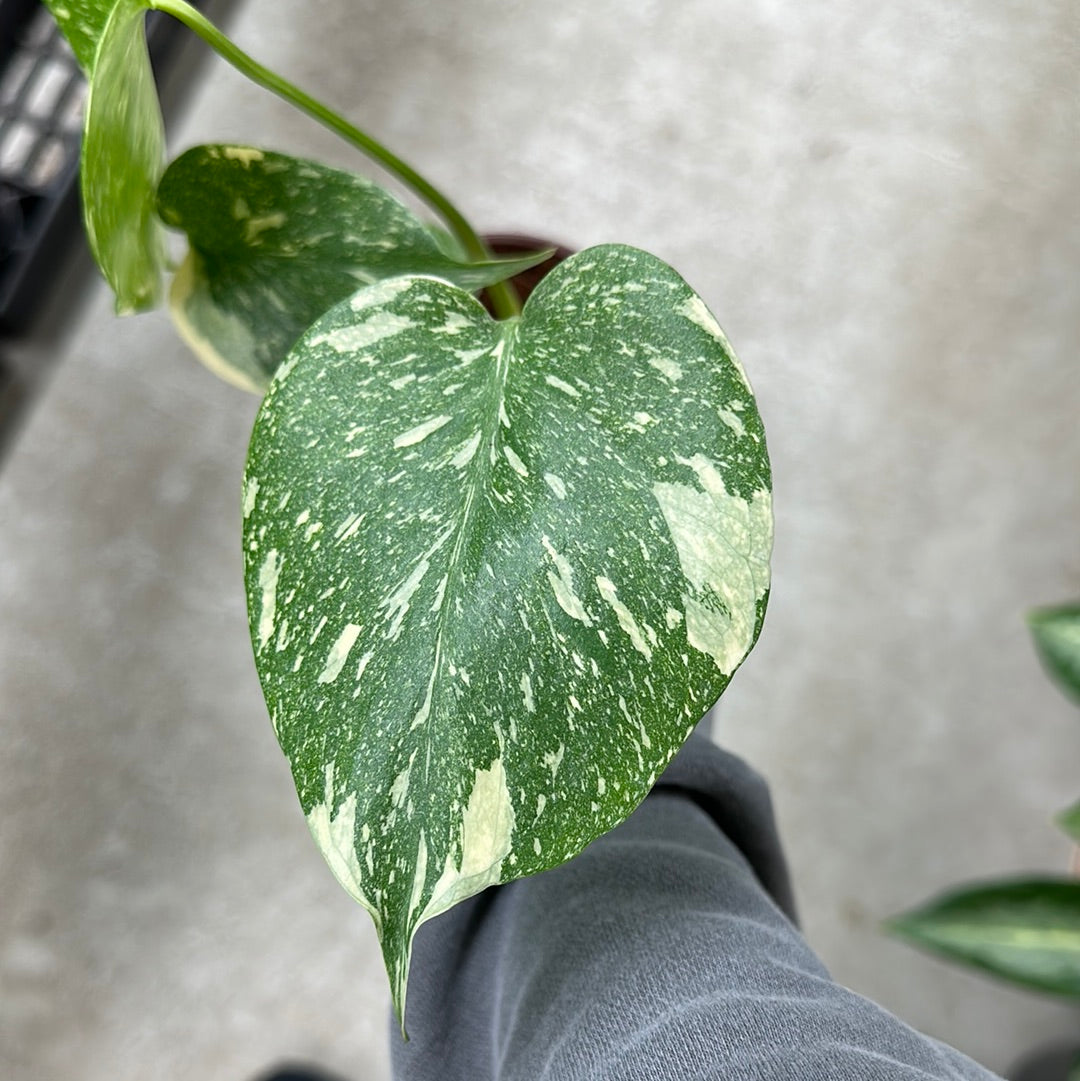 monstera starter plant Monstera Thai Constellation Starter Plant 4