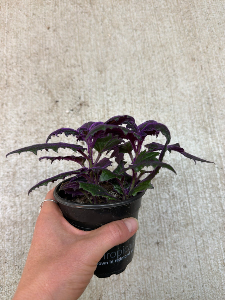 Gynura aurantiaca 4