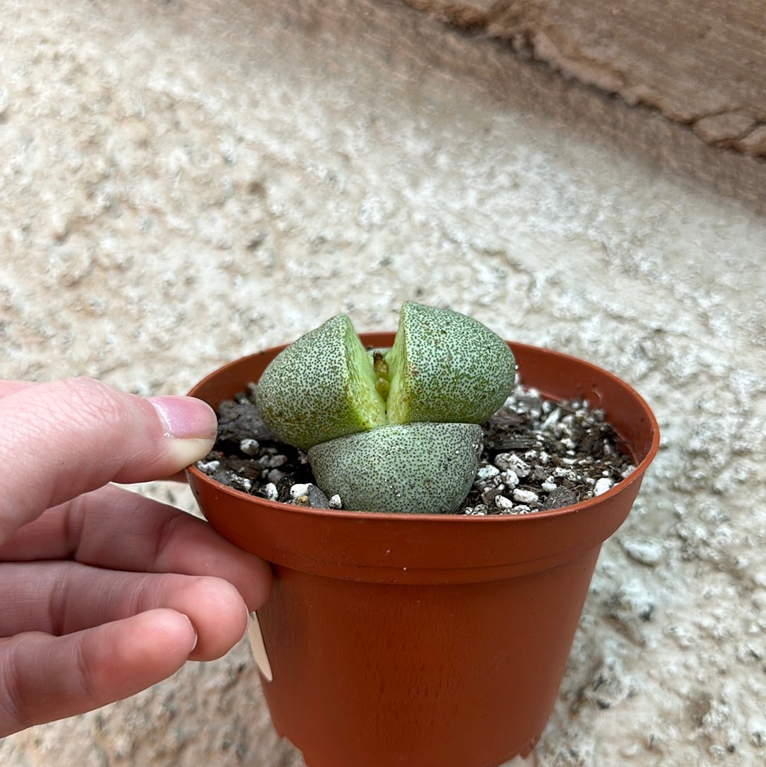 large split rock succulent Pleiospilos nelii 4