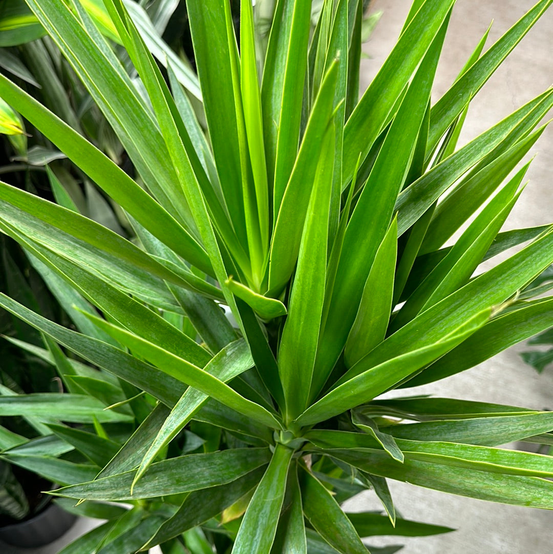 Yucca Cane 10