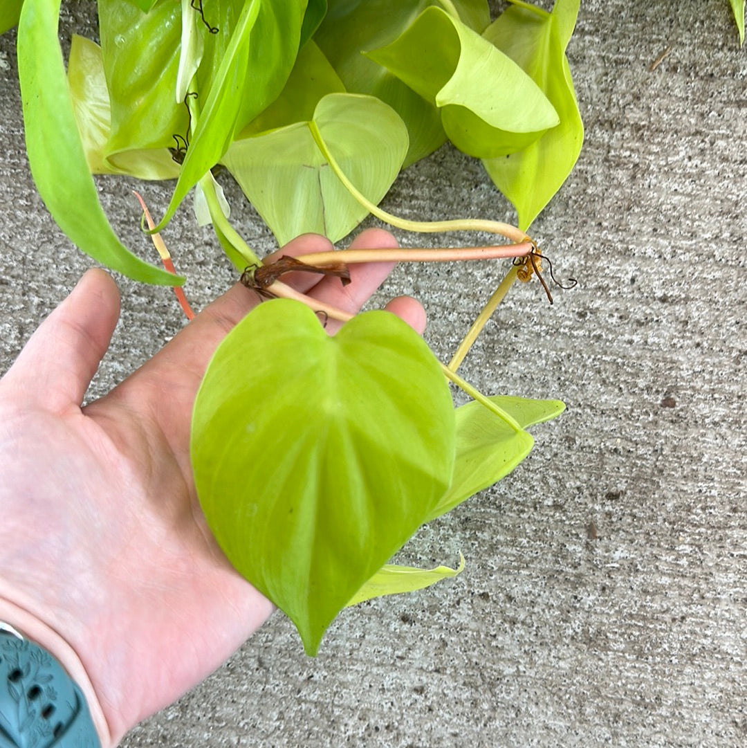 lime heart leaf philodendron Philodendron Cordatum Lemon 8" HB