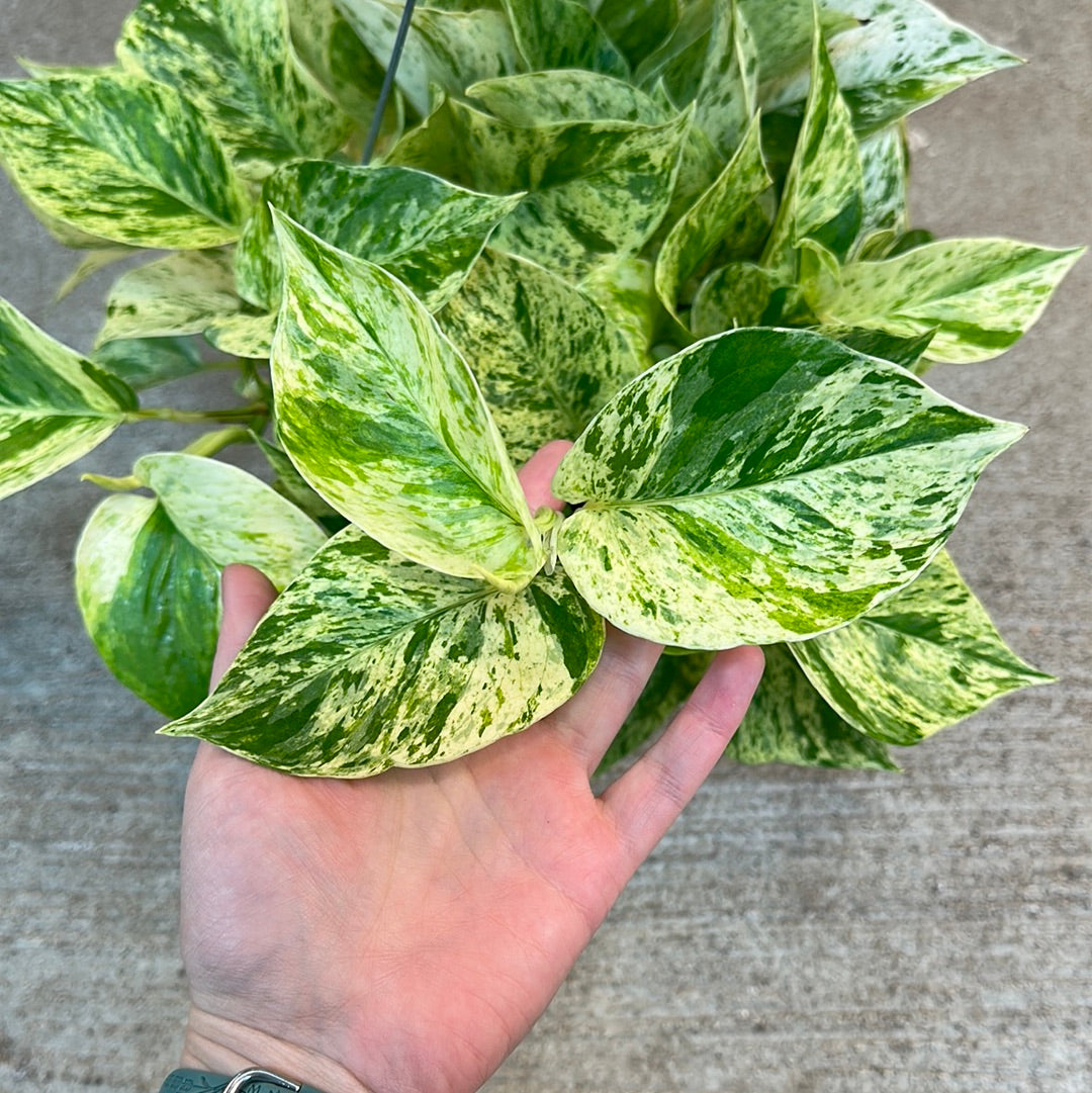 snow queen pothos for sale near me Epipremnum 'Snow Queen' 6"