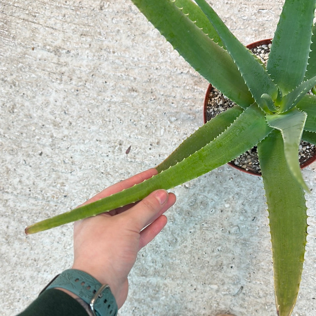 Aloe Vera 8
