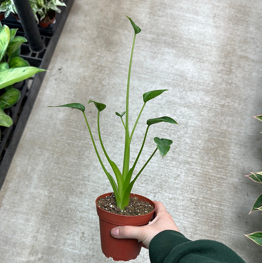 Alocasia 'Tiny Dancer' - 4