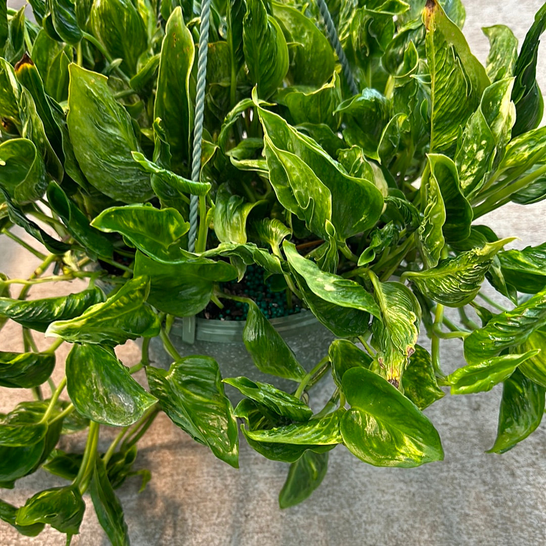 Epipremnum aureum 'Shangri La' 8