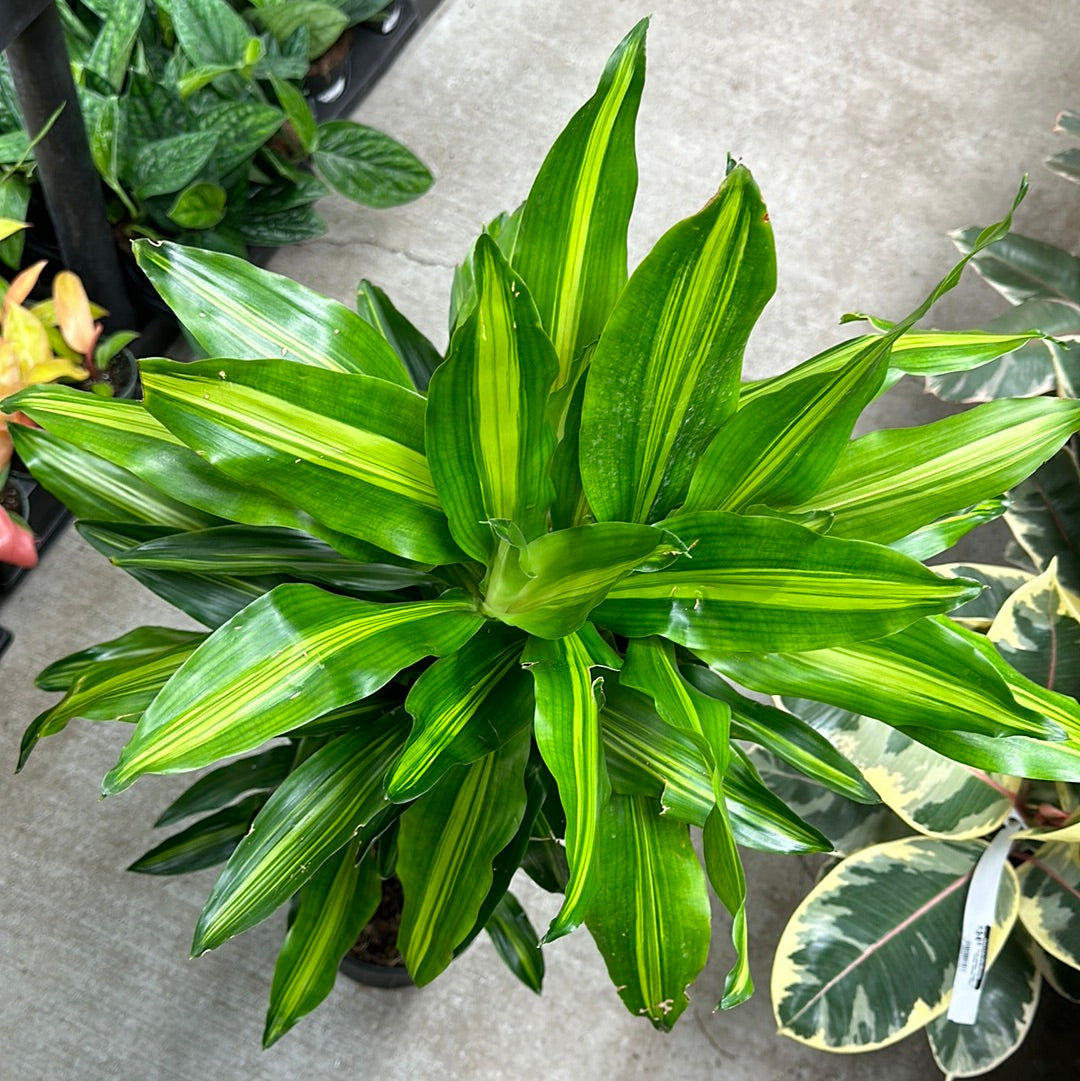 Dracaena Cintho Cane 8
