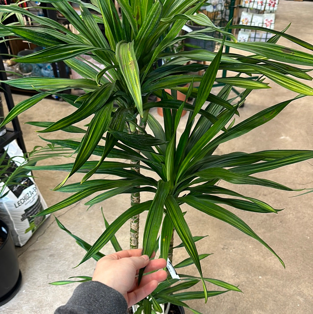 dracaena rikki cane plant Dracaena Rikki Cane 10