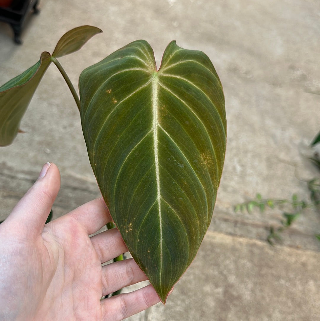 philodendron glorious for sale Philodendron 'Glorious' 4" – Kent East Hill Nursery